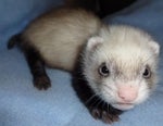 nanjferret Avatar